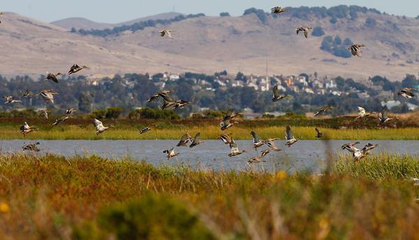 mercnews's tweet photo. Dog and cat flea treatments suspected of polluting San Francisco Bay https://t.co/jkLUK0a4R0 https://t.co/lDokXz1hUu