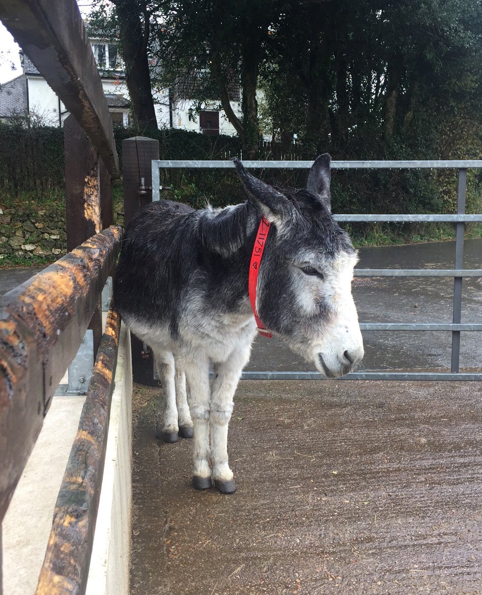LtCdrScreenRN's tweet photo. Always a pleasure visiting the residents @DonkeySanctuary - talking tech today #VCode #VDonate @vstenterprises @VCode https://t.co/VDyjn3MtfN