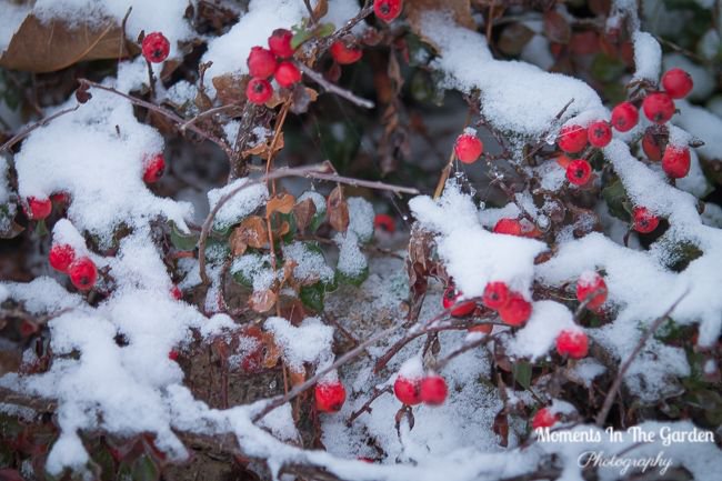 MomentsintheG's tweet photo. Cotoneaster berries poking through the snow. #cotoneasterberries #snowcoveredplant #momentsinthegardenphotography https://t.co/t8UrhFYdNY