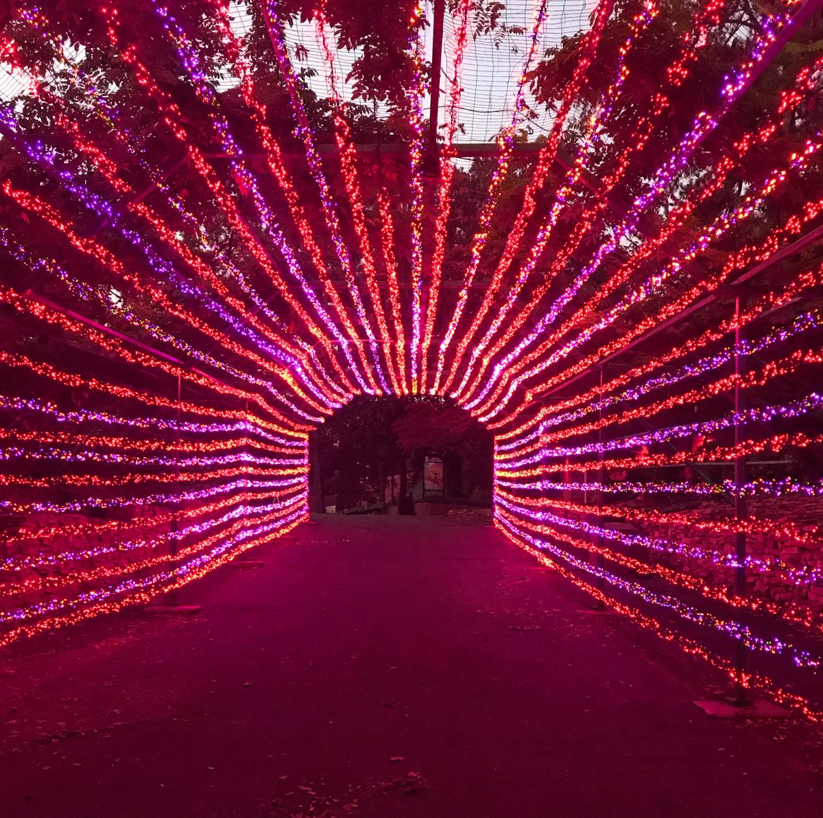 OakIslandCreate's tweet photo. Walking through a winter wonderland #HolidayCreative #OakIslandCreative #Christmas #Holidays https://t.co/S4W8C3SvKH