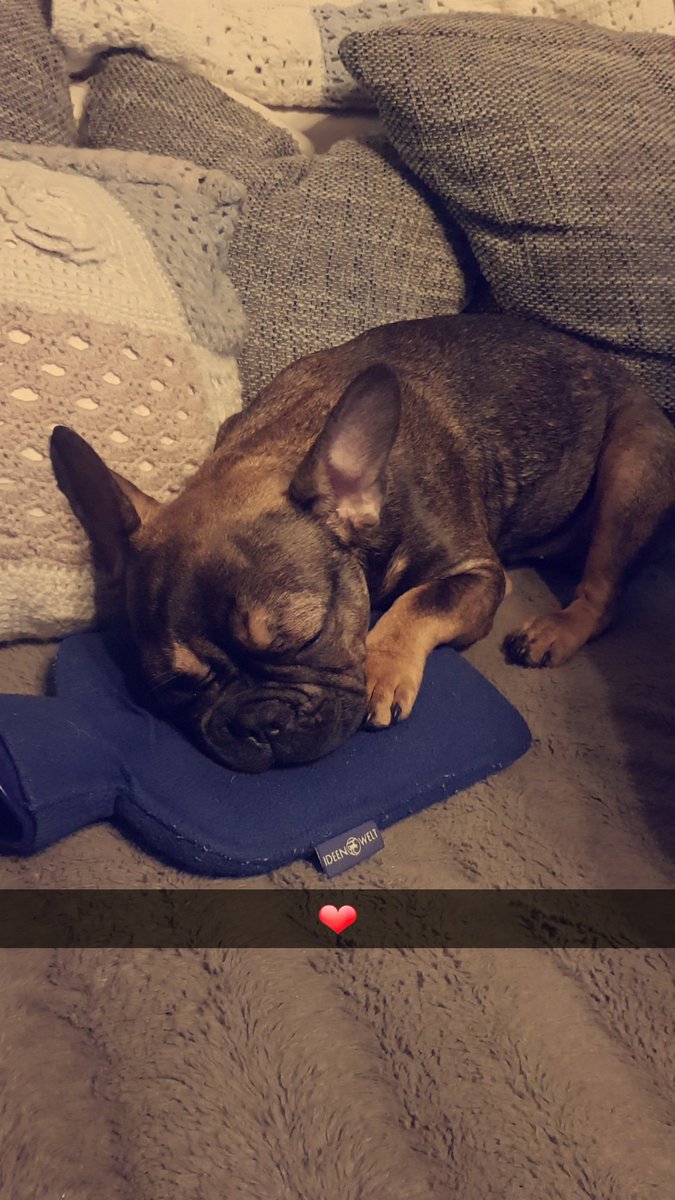 unicornprcncess's tweet photo. @willfluckett He is in love with hot water bottles https://t.co/wkm7AB58oR