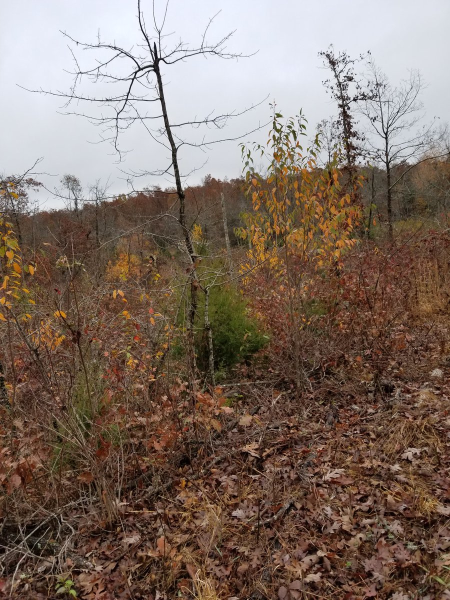 sassycamomama's tweet photo. #FirstSit #huntingsolo https://t.co/wVoN46YxvE