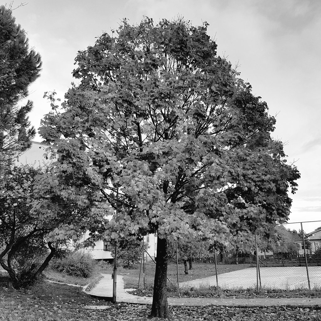 david_fak's tweet photo. #autumn #colours
#jesen #tree #leaf #fall #bojejeseni #lisce https://t.co/Ag1FA4SfRF