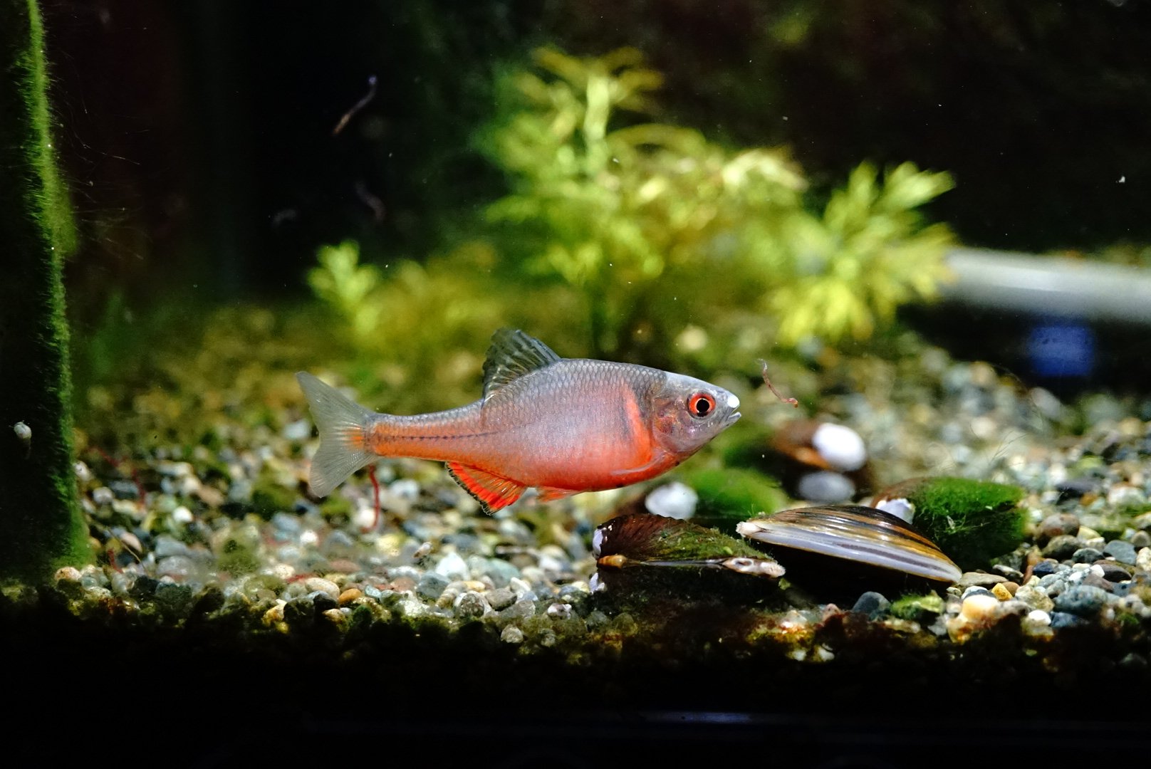 タナゴから せっきー@渓流の雨男 on X: 