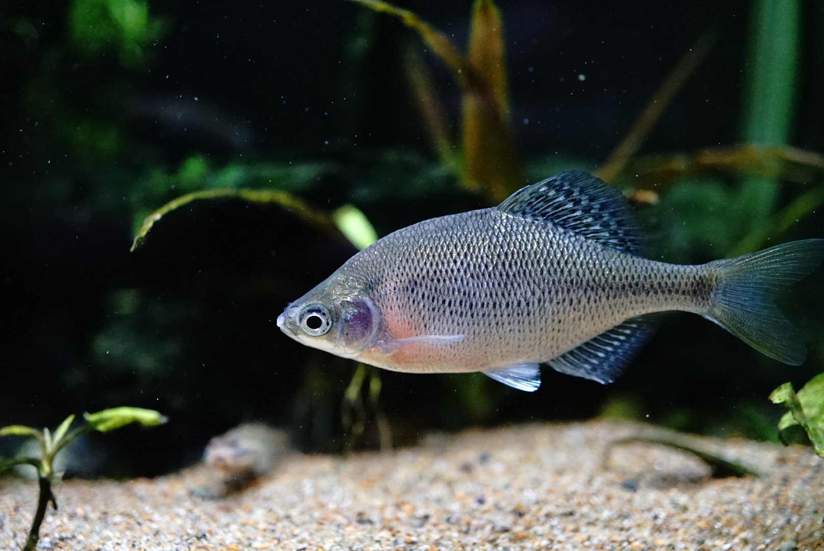 タナゴから タナゴ釣り - Cerca / X