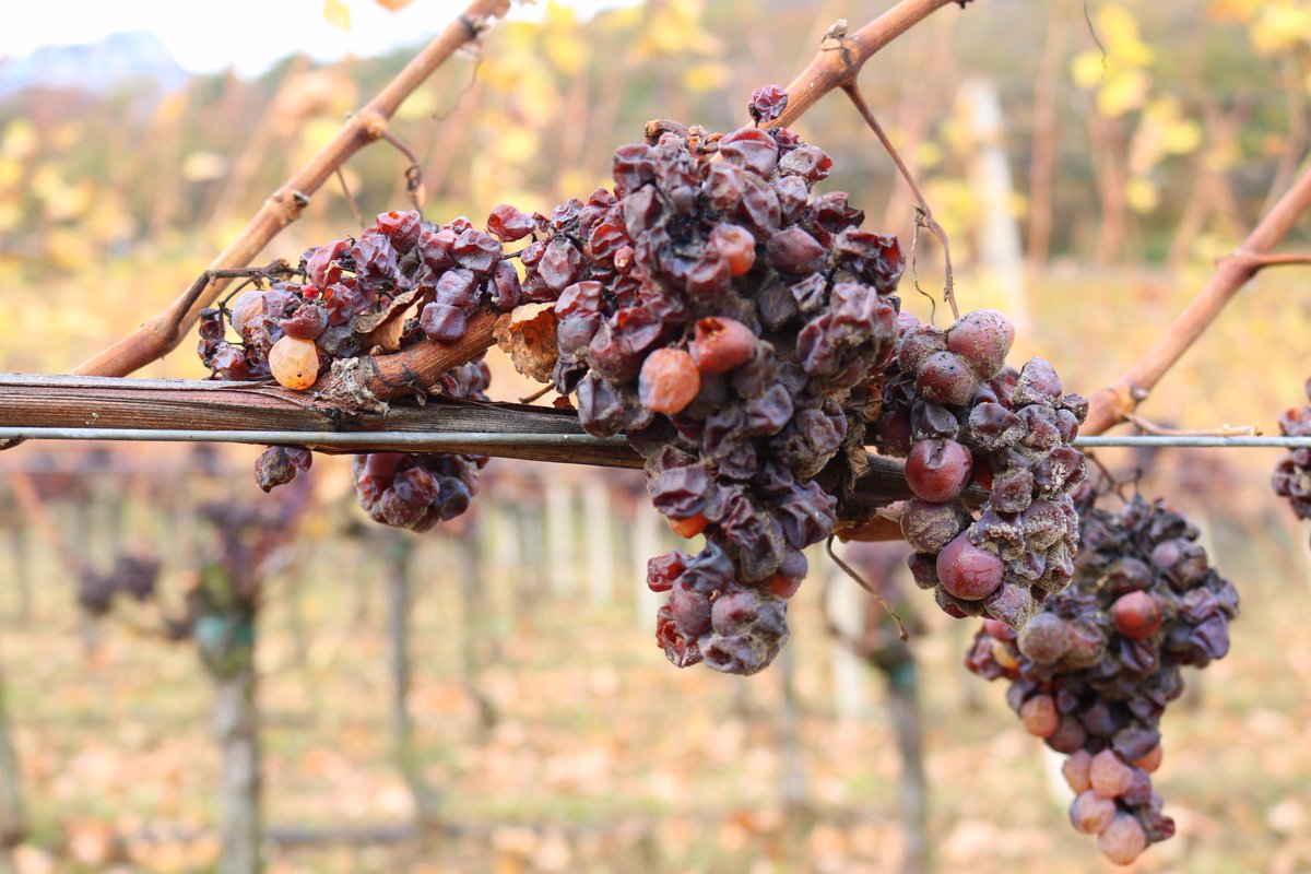 CantinaTramin's tweet photo. Never pick Gewürztraminer grapes for #Terminum so early! It will such a pleasure to taste our late harvest wine https://t.co/kZhz8cdVHr https://t.co/S4avAmerWt