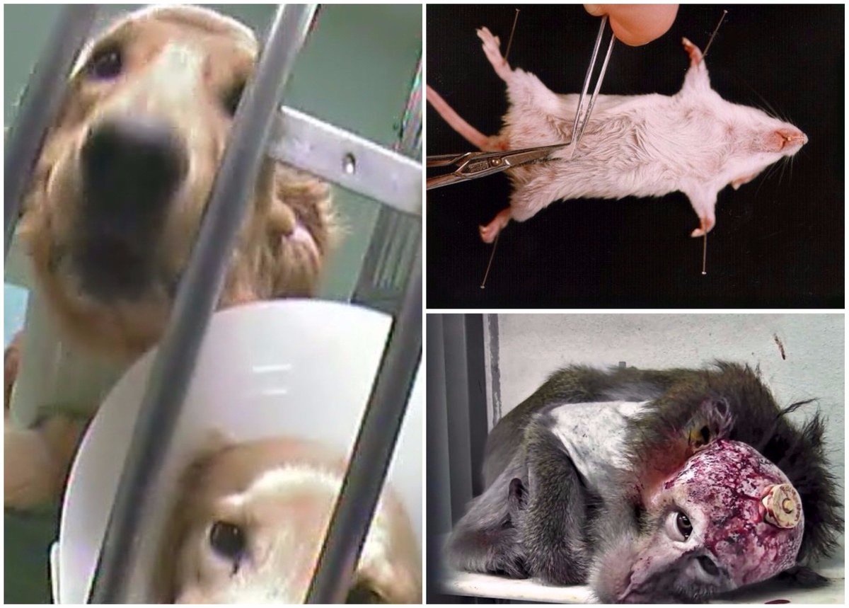 FBB_Officiel's tweet photo. Expérimentation animale en France : 1 007 245 souris, 108 110 lapins, 3226 chiens, 3162 primates non humains... les dernières statistiques annuelles publiées par le ministère de la Recherche sont effroyables https://t.co/Dx1I7mUFWj https://t.co/UEsVsQkRvM