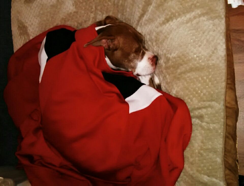 ValerieBellLYVE's tweet photo. My biz partner sleeping on the job in the office. #layla #myjacket https://t.co/14PfkAkb9s