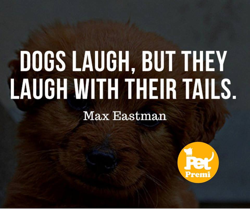 PetPremi's tweet photo. “A dog is the only thing on earth that loves you more than he loves himself.” Josh Billings https://t.co/oPaECQPqDO