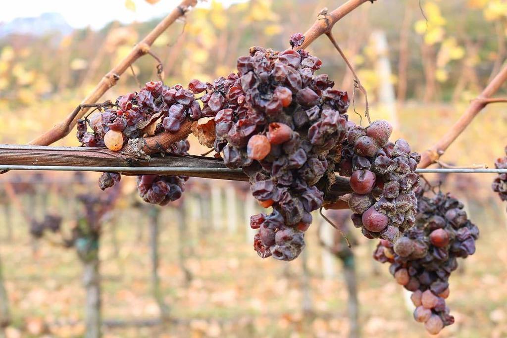 CantinaTramin's tweet photo. Mai prima d’ora i grappoli di Gewürztraminer per il #Terminum sono stati raccolti così presto! A settembre il micr… https://t.co/TWlQAkKGdE https://t.co/UZj6qPeQJe