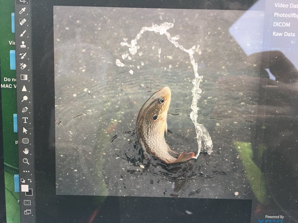MariahTimms's tweet photo. @dnj_com Creek may have overflowed, currents pushing wildlife across parking lots, strong enough not to leave them stranded at this point. #itlived https://t.co/3qchB2Hu7H