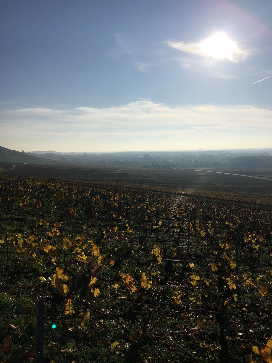 Louis Roederer tweet media