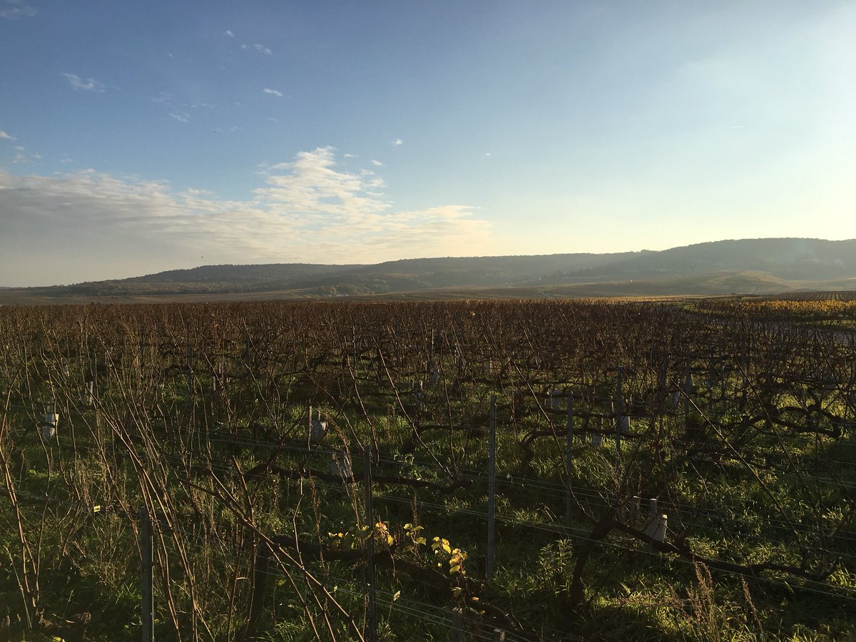 Louis Roederer tweet media