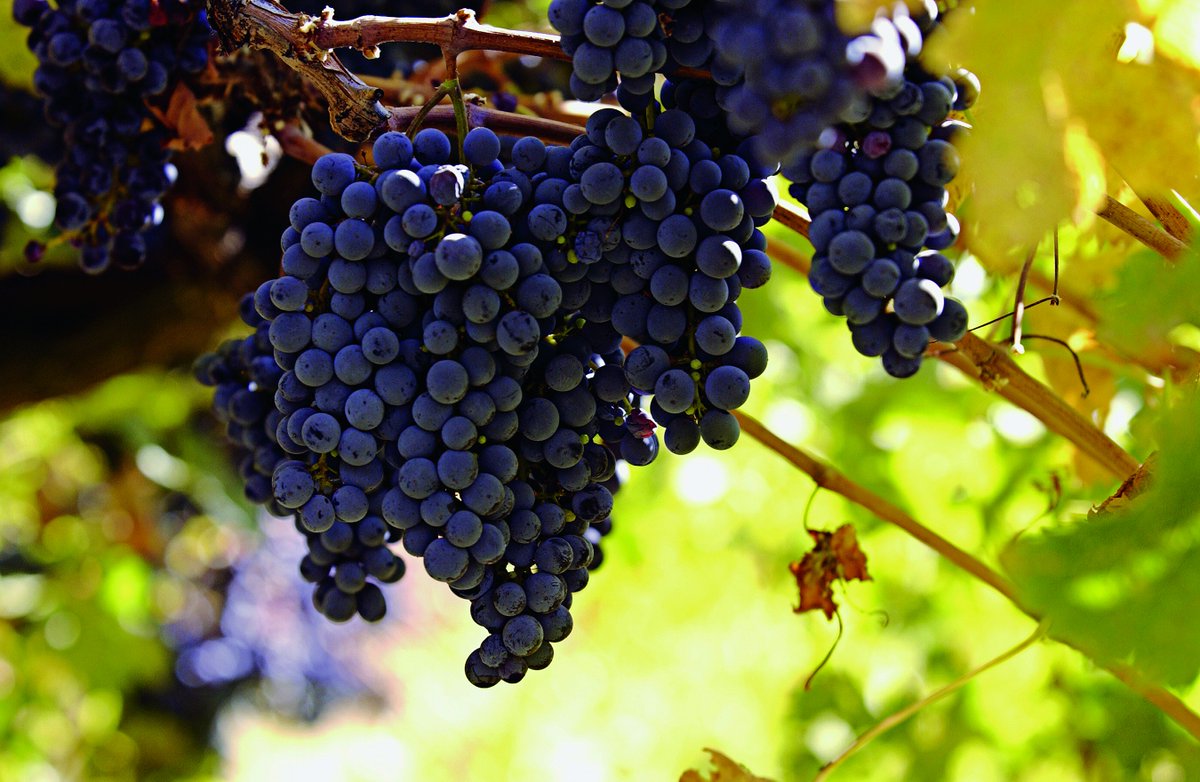 IronstoneWine's tweet photo. #InternationalMerlotDay is here 🍇🍇 Let @Forbes tell you why today is all about #TeamMerlot - https://t.co/mHTvVVInIW https://t.co/326fnMzMGU