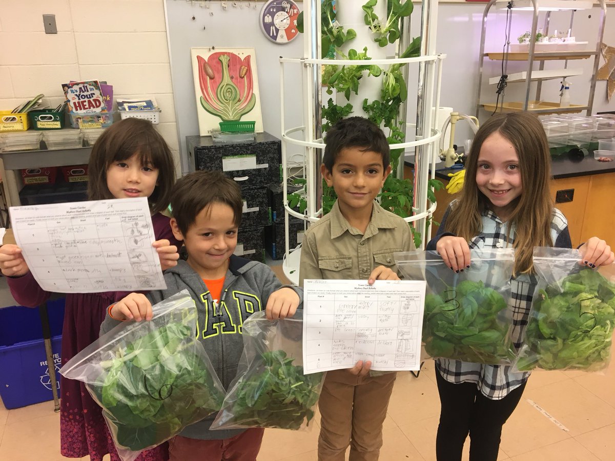 bxvsciencegirl's tweet photo. Our first harvest! Students use observation skills to determine what type of plant each leaf came from. 🌿🌱🍃
#towergarden
#mysteryplants https://t.co/UAF6eboYDp