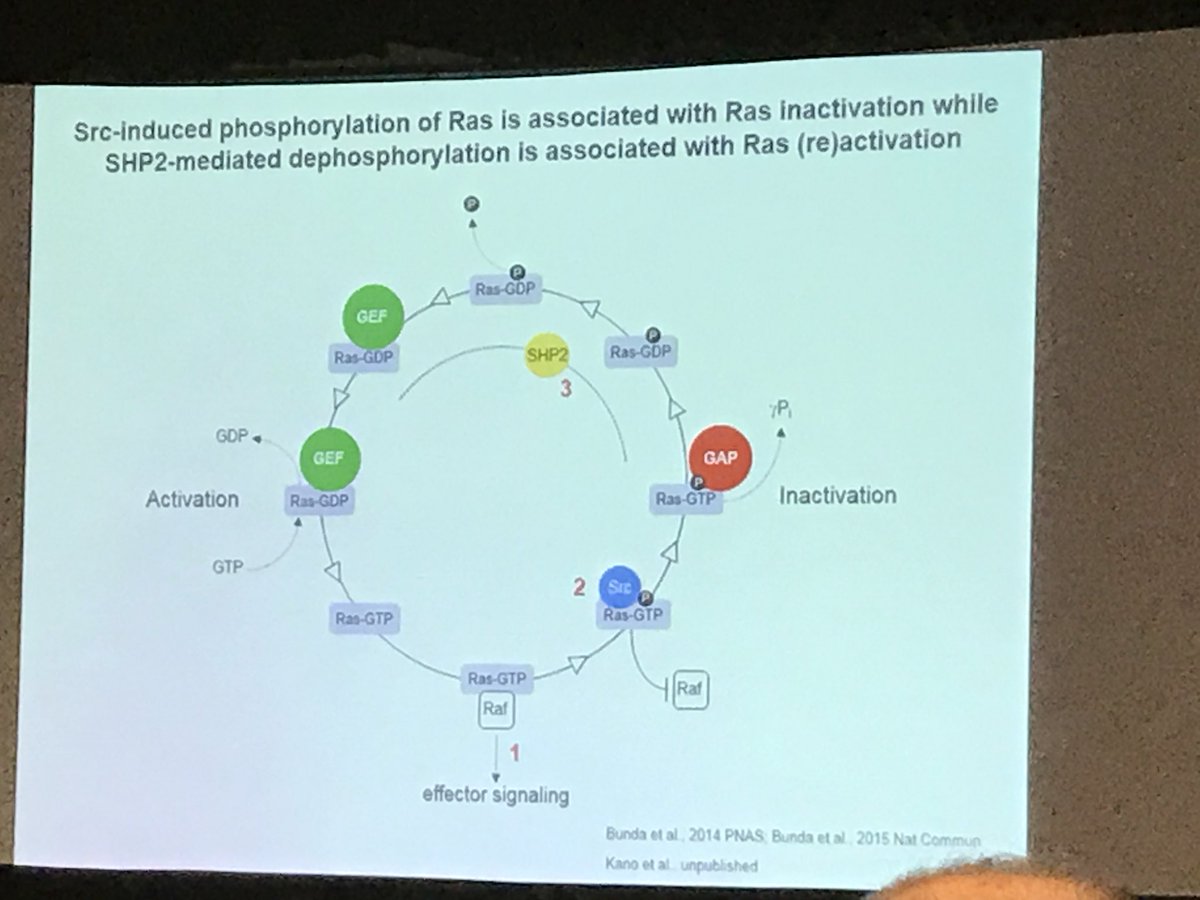 nicoleinscience's tweet photo. Learning about the role of Src and SHP2 in Ras regulation. Michael Ohh presenting at #CCRAconf @CCRAlliance https://t.co/zB3L89KFa7