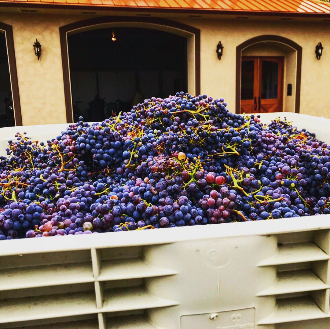 CollFamVin's tweet photo. By far our favorite #TransformationTuesday! Getting excited for new releases and 2017 barrel tastings! Stay tuned for updates! #Vineyardlife https://t.co/IEPX9nidBW