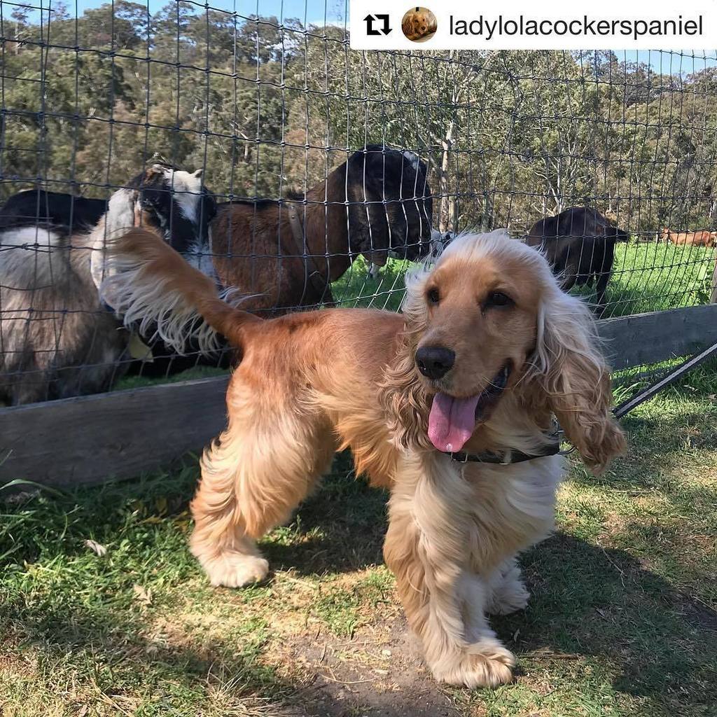 farm_cafe's tweet photo. #Repost @ladylolacockerspaniel (@get_repost)
・・・
My happy place. The farm 🐖 🐎 🐐 🐑😊#cockerspaniel #puppy #instadog #instacocker #englishcock… https://t.co/cr5nuN2Yn9