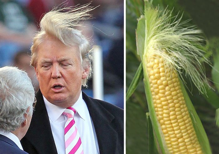 Found my #doppelganger #DonaldTrump #corn #politics #PoliticsToday #politicsiseverything