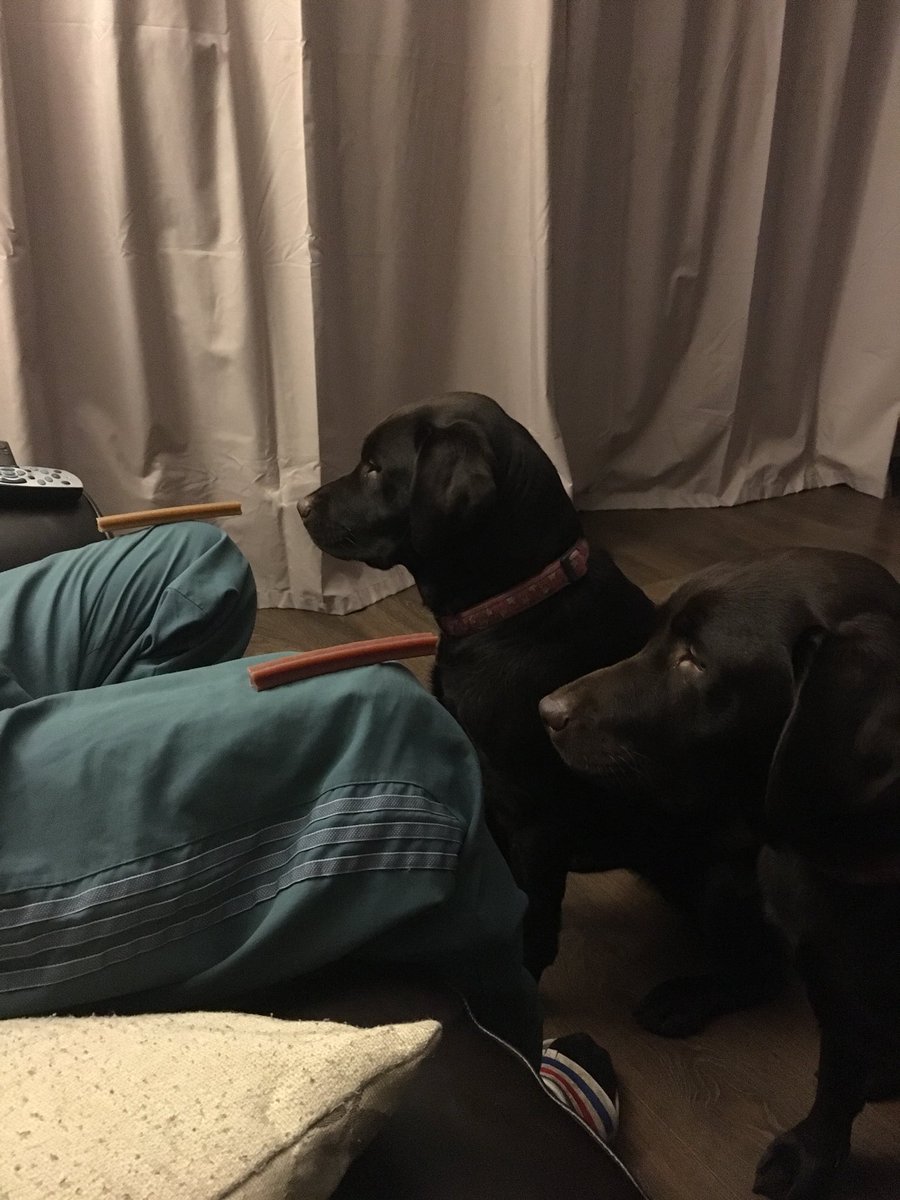 Labradorsisters's tweet photo. Florance & Jess waiting for their night time #dentastick #beingpatient #labrador https://t.co/pzk3LKs5lI