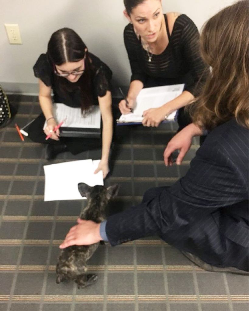 TMBizSolutions's tweet photo. Mr. Beans making big business decisions with the team 😎🐶 #tmbusinesssolutions https://t.co/f3wynAyaAL https://t.co/uMVEEkwe1G