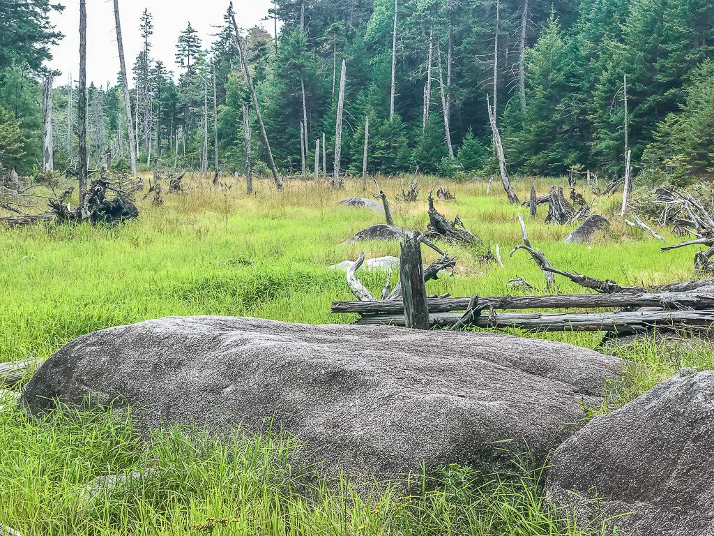 DennisOnthegO's tweet photo. Day 178 on the Appalachian Trail https://t.co/pozm4Oo9fE https://t.co/PY5g0MWNUj