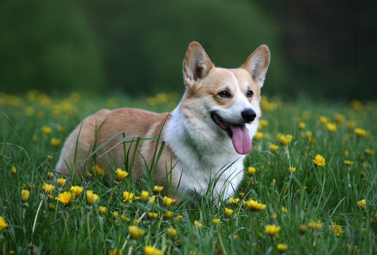 DOGIPOT's tweet photo. Have you ever wondered why cleaning up after your pup is so important? This article explains it all! https://t.co/gebZDyTDDH #DOGIPOT https://t.co/UAHsv8vYXU