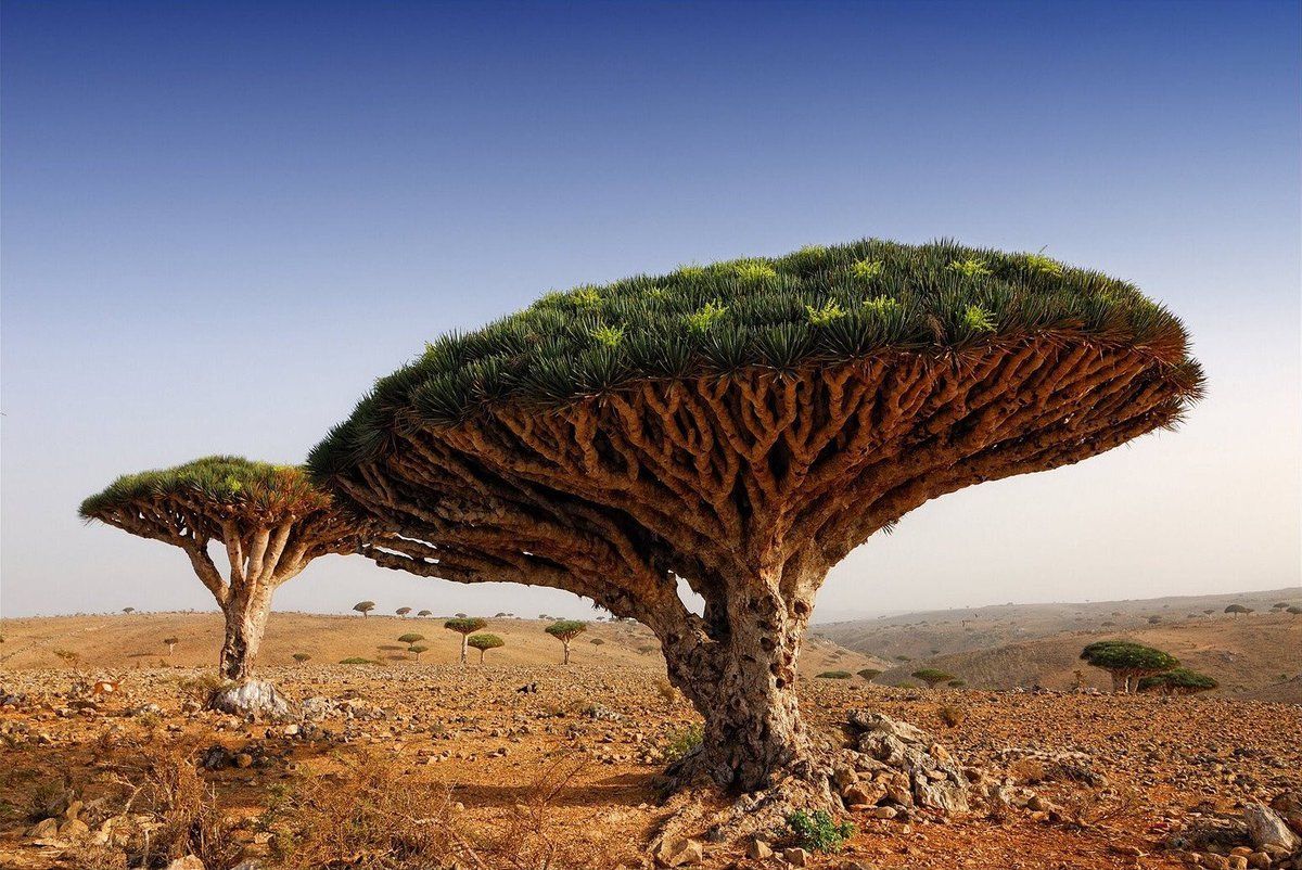 Nature Is Weird The Incredible Dragon Blood Tree Is Found Only On The Island Of Socotra Is Named After The Red Sap It Produces