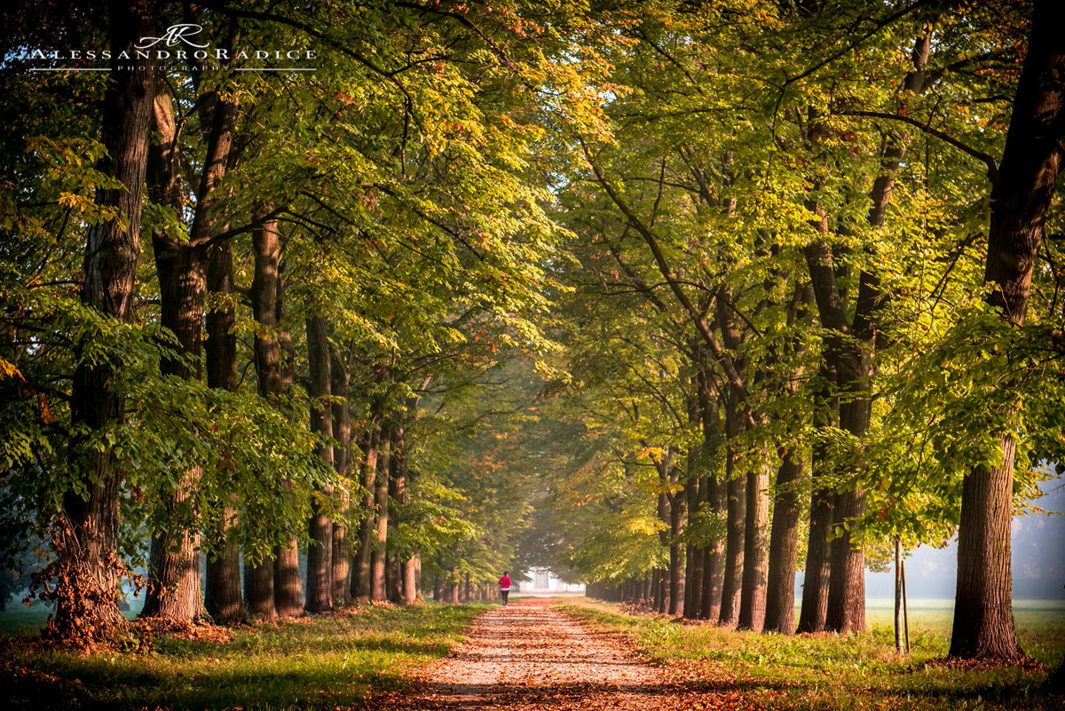 radicephotos's tweet photo. Autumn at Park of Monza #7novembre #parcomonza #Foliage #autumn #november #trees #Monza @ReggiadiMonza #Travel #photography #landscape https://t.co/6Hj3nPubdP