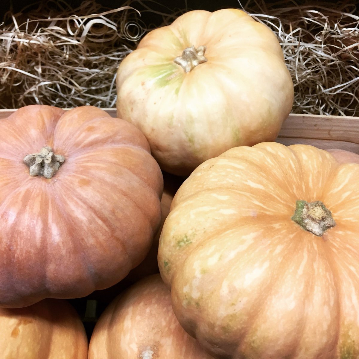 LPdeProvence's tweet photo. Emblématiques de l’automne et de l’hiver, nous vous proposons désormais des petites courges
https://t.co/MFpa7pC0yw https://t.co/fuJDHUxR7k