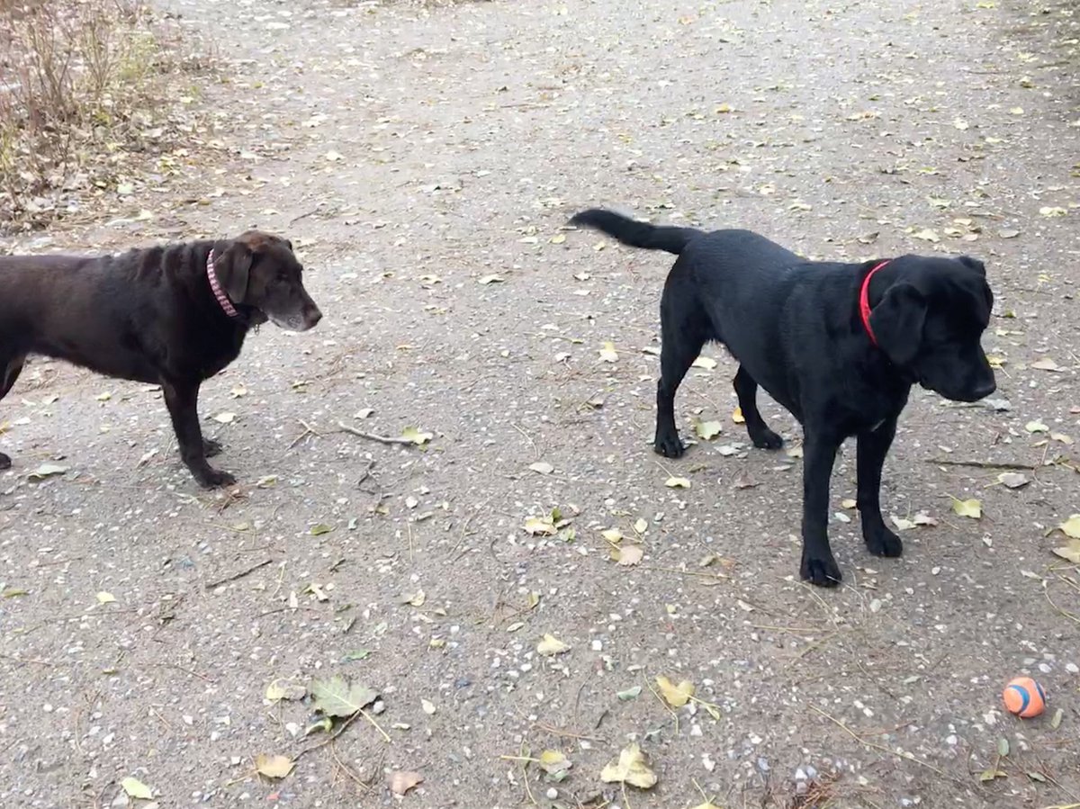 janetsomerville's tweet photo. Ready. With #labnation pal Hazel. #LifeWithGarp #Nov7 https://t.co/YGONbgL1Ht