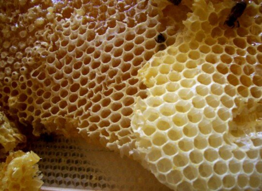 stylemeceo's tweet photo. Honeycomb. https://t.co/4DqugAAx4h https://t.co/FmbIcjtjuM