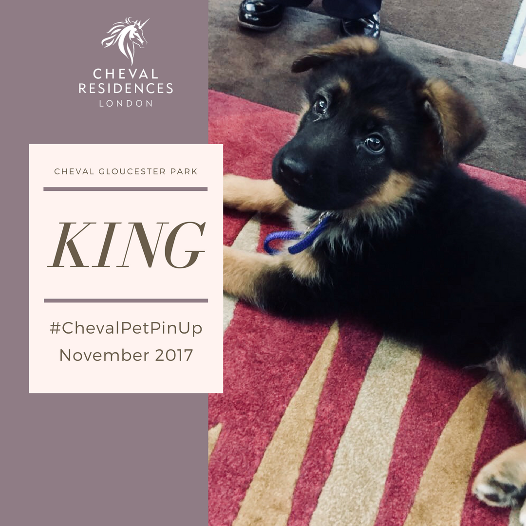 Cheval_Global's tweet photo. Our cutie #ChevalPetPinUp King, had a tail-wagging fantastic stay at #ChevalGloucesterPark #petfriendly #servicedapartments https://t.co/0vHp5d8hGI