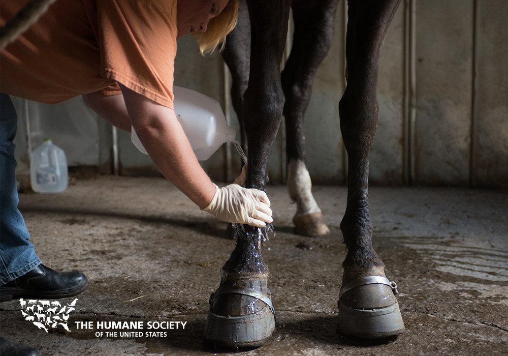 humaneworldorg's tweet photo. HORRIFYING. Horse hooves &amp; legs are being burned with chemicals, &amp; punctured with sharp objects. 😢 Take action: https://t.co/CeqPAlDOV8 https://t.co/QcYyK5pv5A