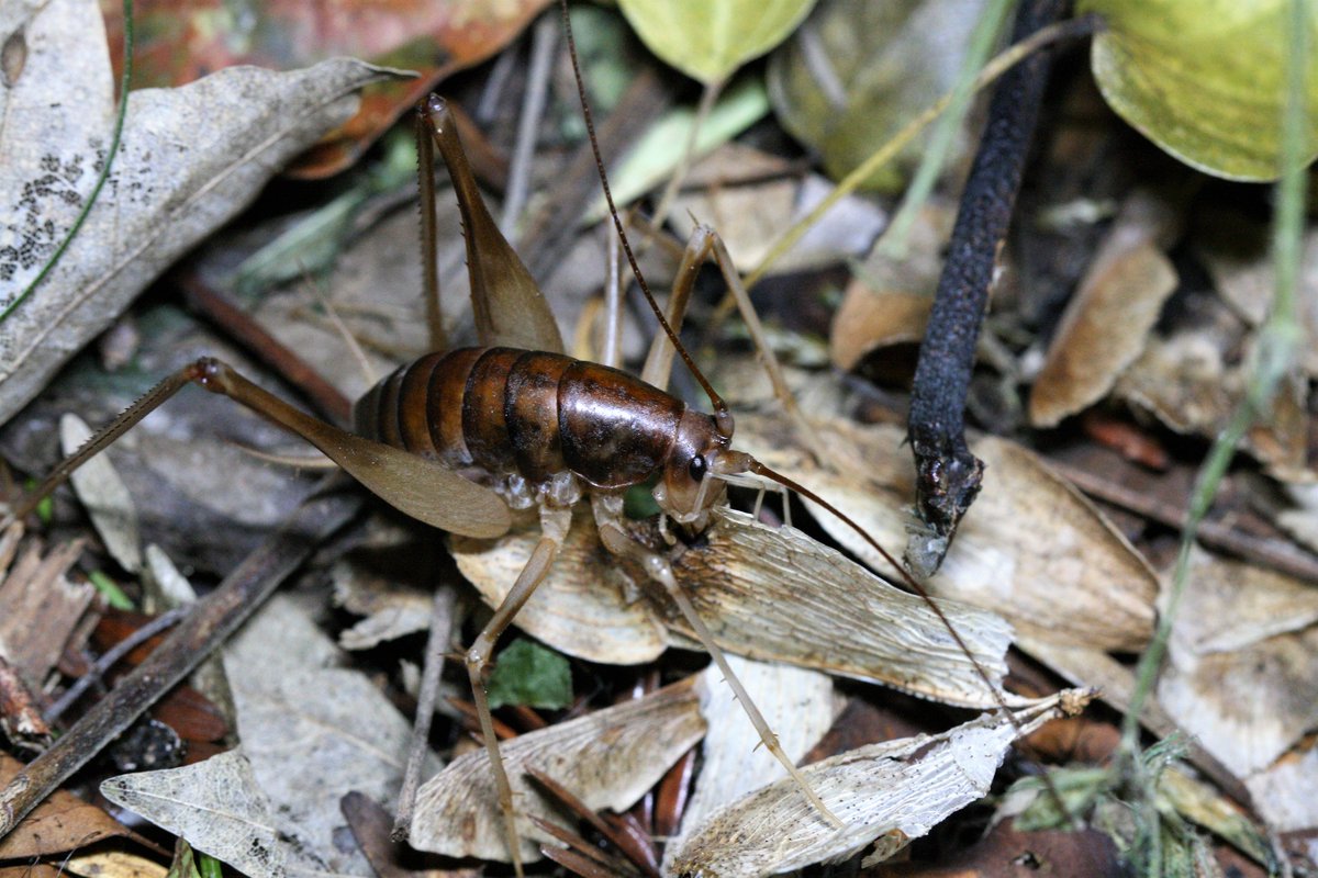 カマドウマすごいぜ やつは 植物種子の 運び屋 として活躍していた 末次健司氏が研究を発表 3ページ目 Togetter