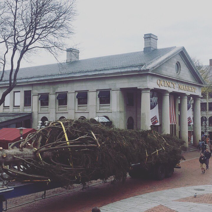 That's a whole lotta Christmas! Our Blink! Holiday tree has arrived.