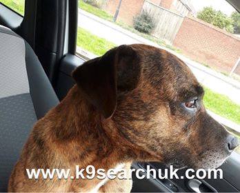 K9founddogs's tweet photo. 2979
FOUND in Cannock Rd, Willenhall WV12 on 03.11.17
Staffie Cross, gender withheld, gold brindle with some white, https://t.co/cKEtoAKHwY