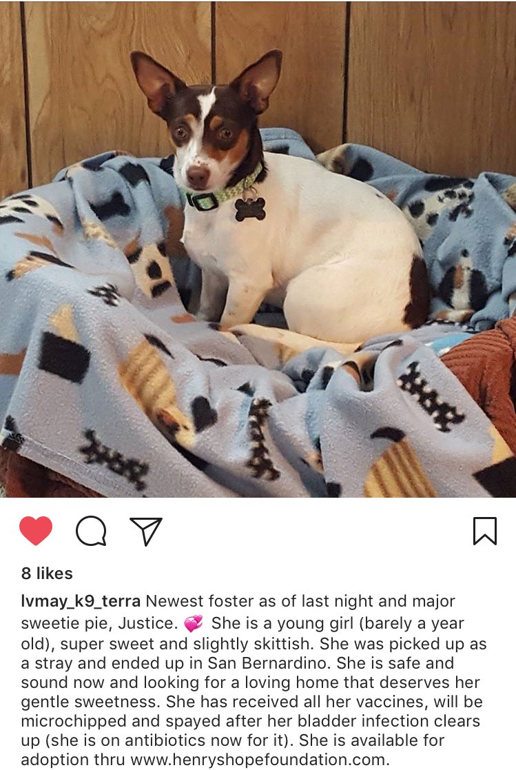 Henshope's tweet photo. Meet our newest girl, Justice. 
#AdoptDontShop #HenrysHope https://t.co/J5TQbf8T78