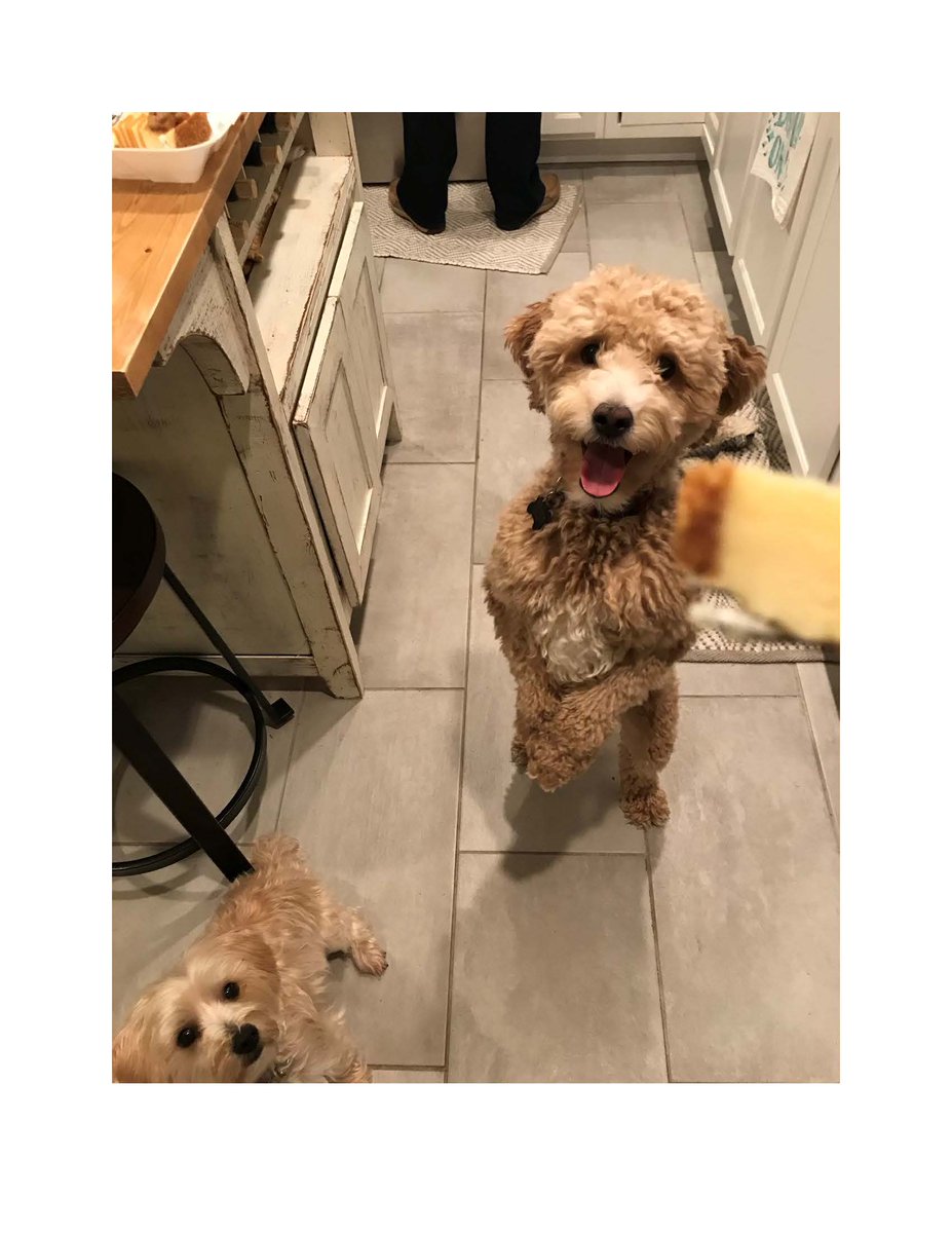 The dogs couldn't help but to beg for Baker Beth's Ginger Cheesecake from Katherine and Chris' tasting. #seeblue #WeAreUK
<a href="/Midday_Kentucky/">Midday Kentucky</a>