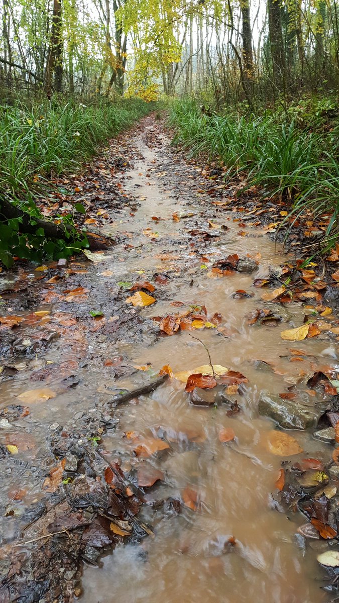 lydia_massiah's tweet photo. And also very wet!
Still, I have the woods to myself in the rain.
#Rowberrow
#autumnleaves
2/ https://t.co/NX9Y3Rhpe6
