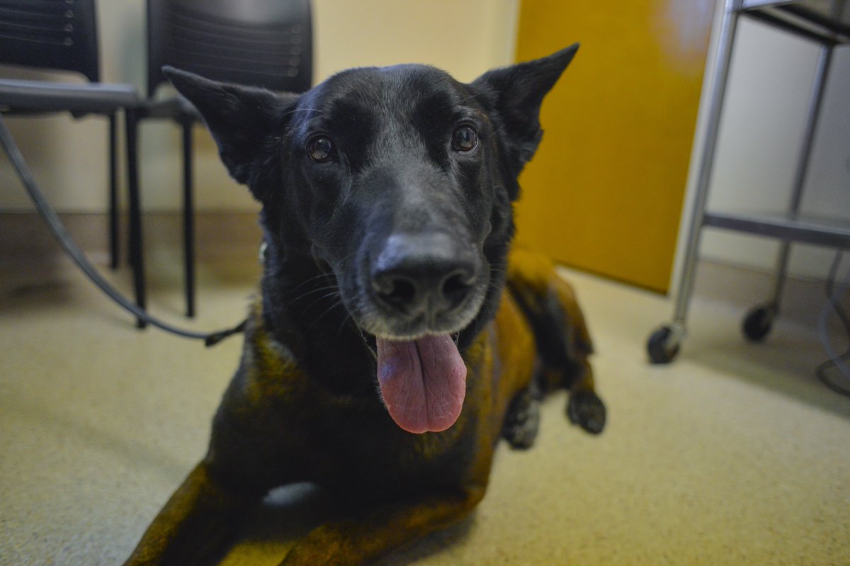 DeptofWar's tweet image. Tarzan, a @CustomsBorder #K9, smiles before a routine visit to the vet clinic @LukeAFB. #TongueOutTuesday 🐶