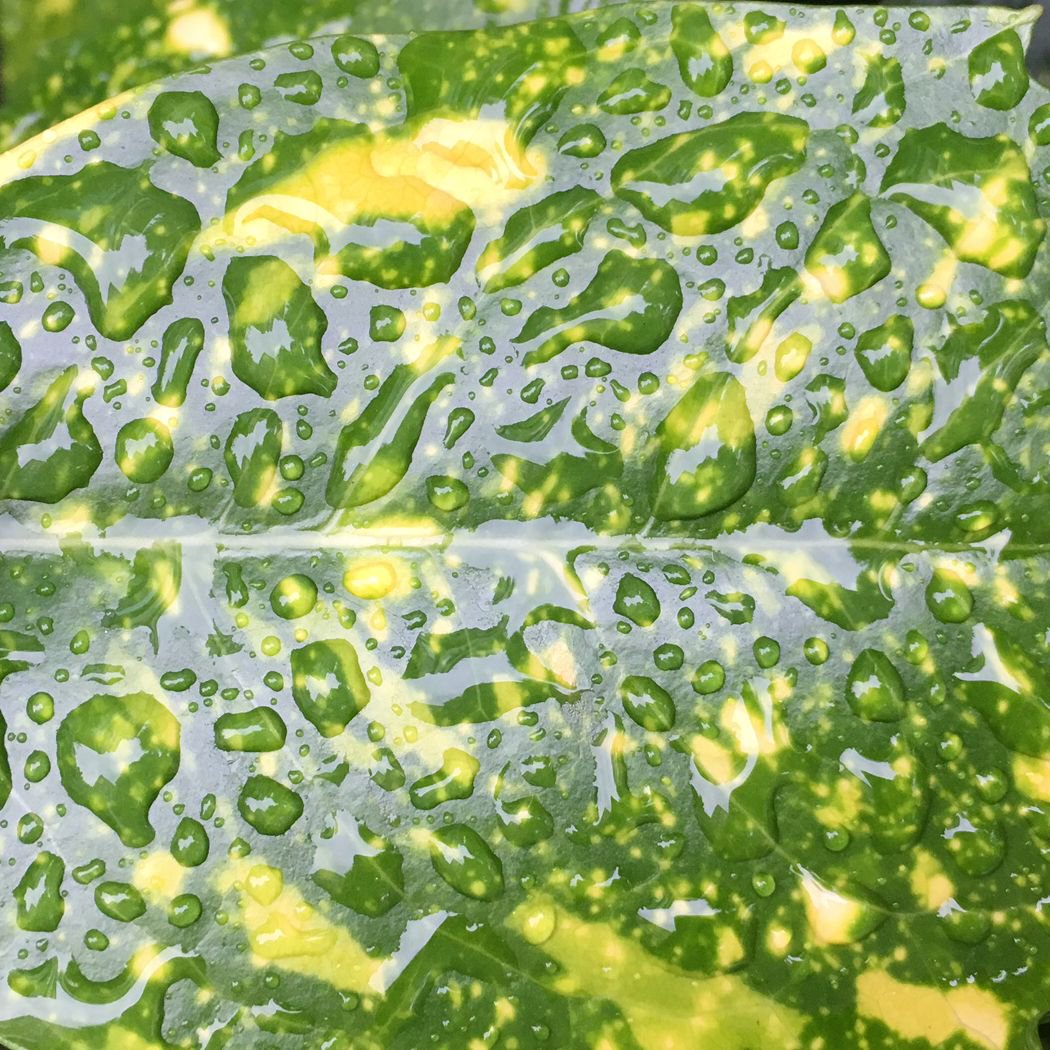 PATTERNITWEET's tweet photo. DRAMATIC DROPLETS
#green #abstract #patch #droplet #nature #exploreinterconnectivity #ecology https://t.co/47l7Bz1NPr