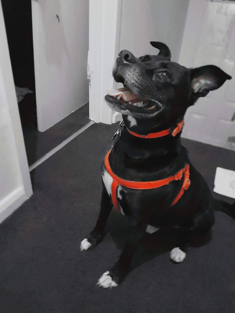 My dad says I've got the best doggie smile ever. Even more than my brother <a href="/Blue_The_Staffi/">Blue THE Staffie</a> who's his OWN dog &amp; soul mate. Which says a lot!