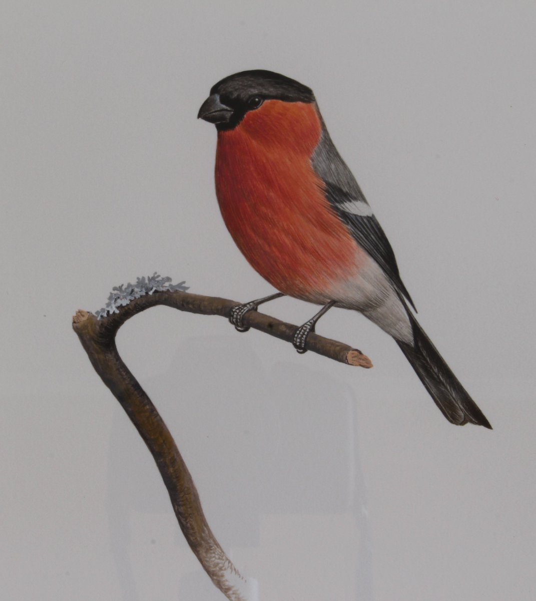 AntiquesJohn's tweet photo. Thrilled to offer 6 #WaterColour of #BritishBirds by @swlanaturaleye Artist #SimonTurvey #BlueTit #Bullfinch #GreatTit #LongTailedTit https://t.co/Ll5N76Zu7W