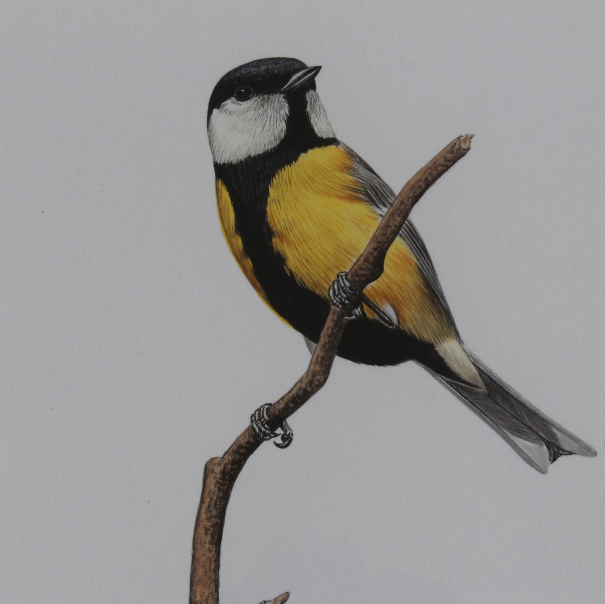 AntiquesJohn's tweet photo. Thrilled to offer 6 #WaterColour of #BritishBirds by @swlanaturaleye Artist #SimonTurvey #BlueTit #Bullfinch #GreatTit #LongTailedTit https://t.co/Ll5N76Zu7W