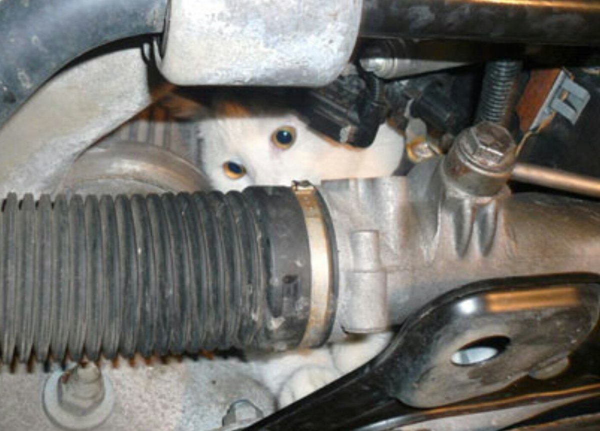 Llega el frío🌦️❄ y los #gatos🐱 se refugian al calor del motor de los vehículos. Unos golpecitos en el capó🚗 antes de arrancar les salvará👌