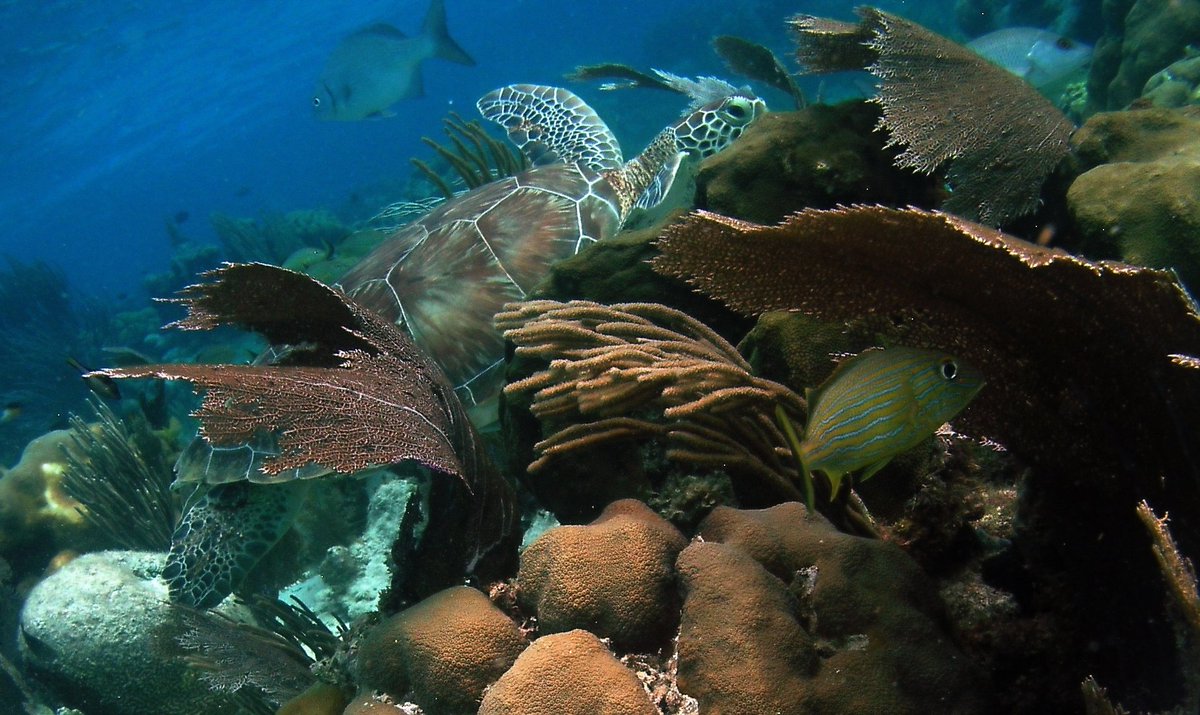 Belize_Resort's tweet photo. Get free #diving on the #Belize #barrierreef now thru Dec 22nd when you mention #DEMA2017 https://t.co/YYN4dQOdzX