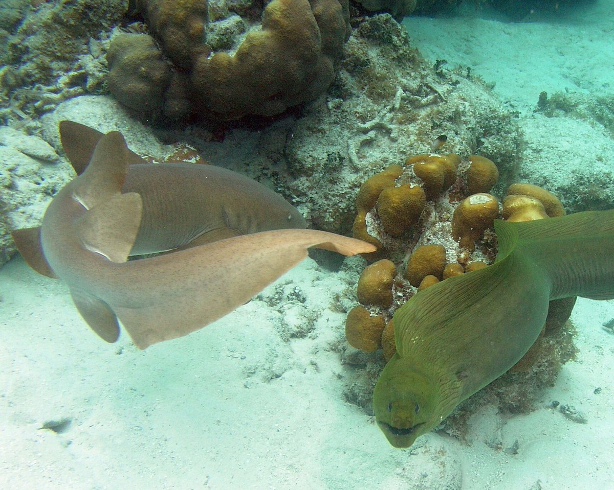 Belize_Resort's tweet photo. Get free #diving on the #Belize #barrierreef now thru Dec 22nd when you mention #DEMA2017 https://t.co/YYN4dQOdzX
