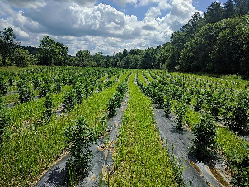 LISTEN: The Business Of Cannabis In Vermont Today dlvr.it/PzklG0 https://t.co/okWn633SNo