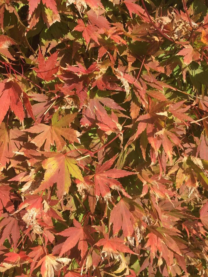 A chance to explore the sense of this season more deeply when we work through the t'ai chi from this coming Saturday at 2pm. #taichi